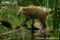 south-american-coati-crossing-a-stream