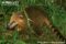 south-american-coati-feeding-on-guava