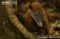 south-american-coati-sitting