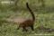 south-american-coati-young