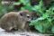 young-rock-hyrax