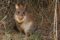 rufous-bettong