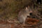 rufous-bettong-at-porcupine-gorge-national-park