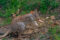 rufous-bettong