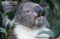 close-up-of-a-koala-feeding-on-eucalyptus-leaves