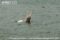 ganges-river-dolphin
