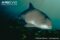 harbour-porpoise-underwater