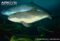 harbour-porpoise-underwater