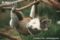 male-koala-hanging-upside-down-showing-scent-gland