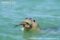 mediterranean-monk-seal-with-fish