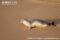 mediterranean-monk-seal-on-beach