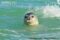 mediterranean-monk-seal-at-surface-of-water