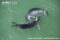 mediterranean-monk-seals-interacting