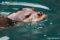 close-up-of-a-mediterranean-monk-seal