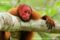 red-bald-headed-uakari-draped-over-branch