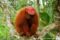 red-bald-headed-uakari-on-branch