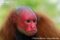 red-bald-headed-uakari-portrait