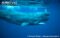 sperm-whale-swimming-at-surface