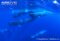 sperm-whales-in-social-group
