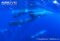 sperm-whales-in-social-group