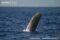 sperm-whale-breaching