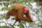 ucayali-bald-headed-uakari-climbing-through-trees