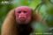 ucayali-bald-headed-uakari-facial-detail