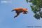 ucayali-bald-headed-uakari-leaping-from-tree-canopy