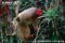 white-bald-headed-uakari-climbing-through-branches