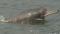 ganges-river-dolphin