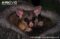 common-brushtail-possum-looking-out-of-hollow-tree