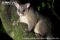 common-brushtail-possum-on-tree-trunk