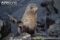 galapagos-fur-seal
