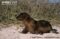 galapagos-fur-seal-pup-moving-across-sand