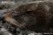 galapagos-fur-seal-resting