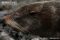 galapagos-fur-seal-resting