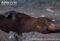 galapagos-fur-seal-resting