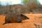 golden-bandicoot-ssp-barrowensis-in-habitat