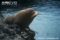 male-galapagos-fur-seal