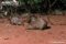 several-golden-bandicoots-foraging-in-habitat-ssp-barrowensis