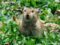 plateau-pika-showing-characteristic-black-lips