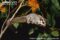 adult-sugar-glider-in-tree