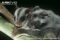 close-up-of-a-female-sugar-glider-carrying-her-young