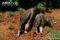 giant-anteater-and-young-feeding-on-termites