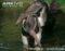 giant-anteater-carrying-young-on-back