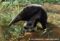 giant-anteater-juvenile-walking