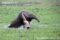 giant-anteater-male-running