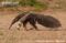 giant-anteater-walking-through-savanna