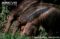 giant-anteaters-searching-for-termites