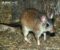 malagasy-giant-rat-2